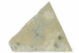 Detailed, Jurassic Brittle Star (Palaeocoma) - England #279569-1